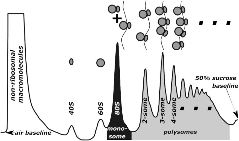 Components of a polysome profile.