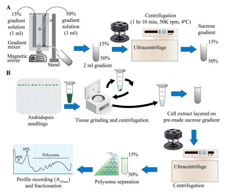 Graphical overview of polysome profiling using mini sucrose gradient.