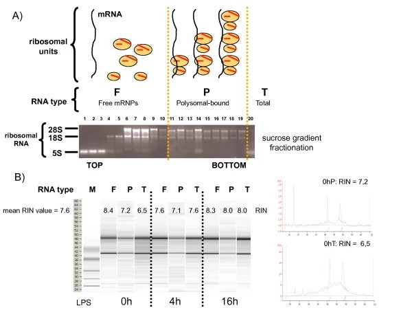Efficient polysome profiling of human dendritic cells for translational regulation research.