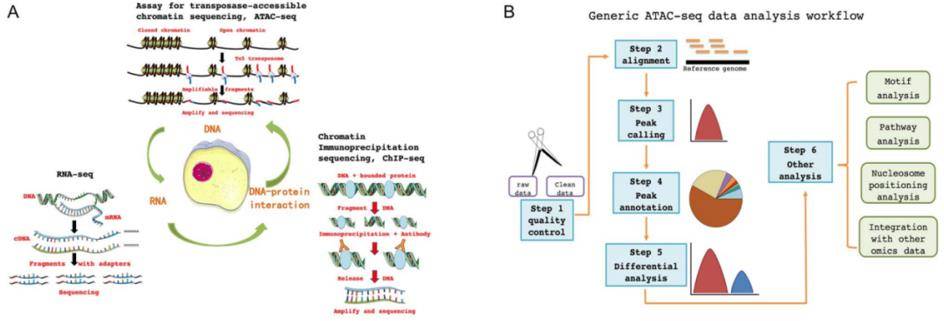 ATAC-seq Helps to Analyze Gene Regulation Mechanism