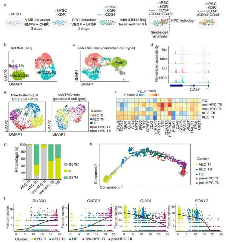 ScRNA-seq and scATAC-seq analysis revealed subpopulations of ECs and early HPCs