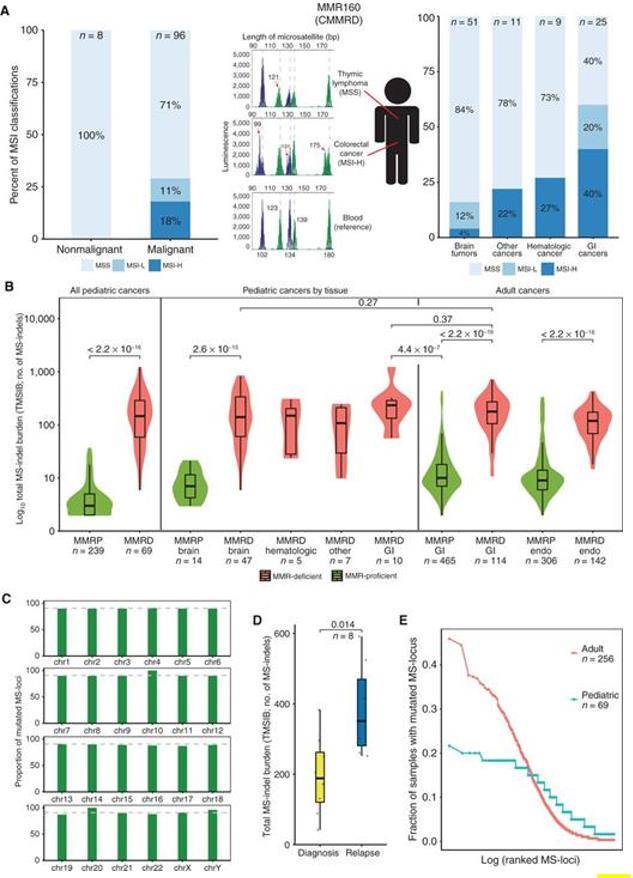 MSs accumulate MS-indels in germline MMRD cancers