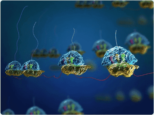 Bioinformatics Workflow and Tools for Ribosome Profiling