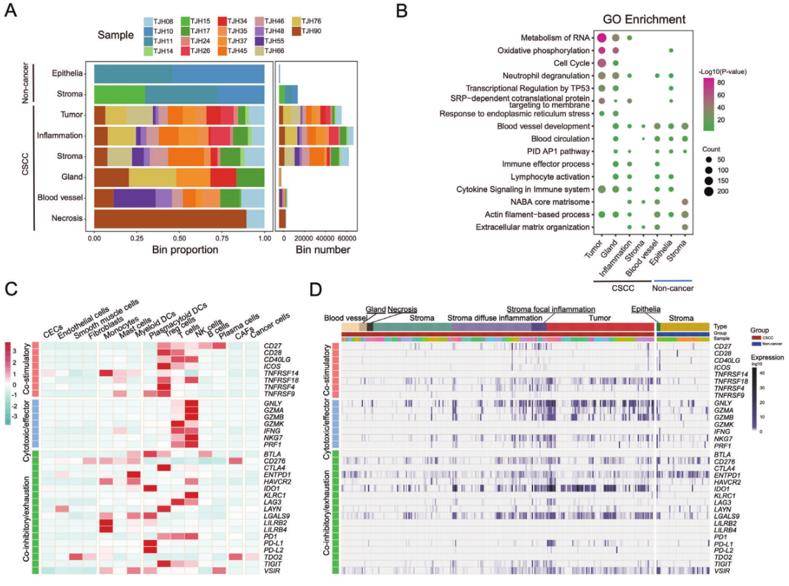 Transcriptomic analysis of the immunity and energy metabolism heterogeneity in cervical squamous cell carcinoma