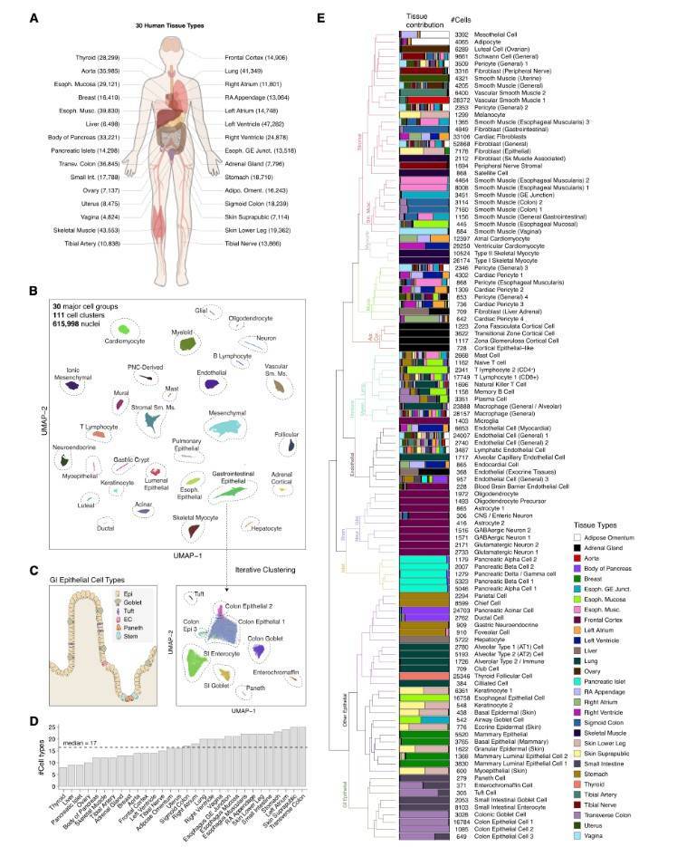 Analysis of single cell chromatin accessibility in 30 adult primary tissues used for sci-A TAC-seq