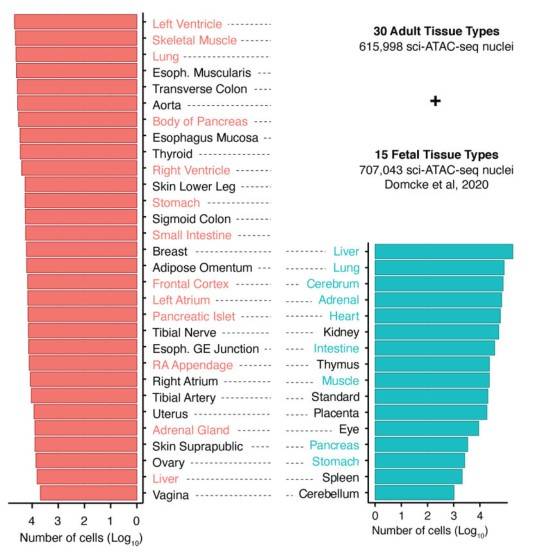 Number of sci-A TAC-seq cells per tissue type for 30 adult and 15 human fetal tissue types that were integrated.