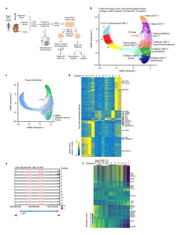 Single-cell chromatin accessibility of T cells in ccRCC