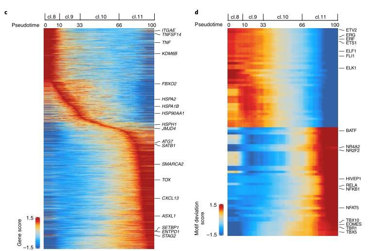 Workflow for integrating scATAC-seq and scRNA-seq data from the same samples