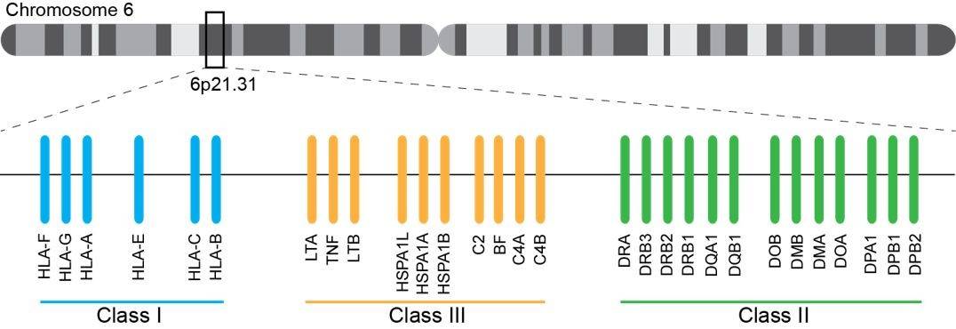 The distribution of HLA gene