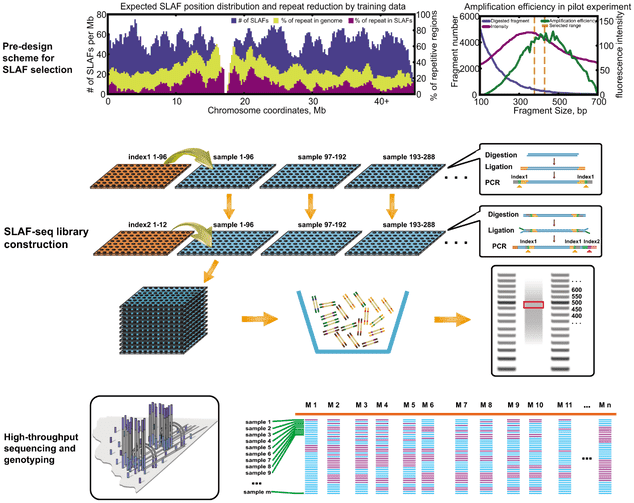 Factsheet of Reduced-Representation Sequencing: Methods, Advantages, Applications, and Strategies