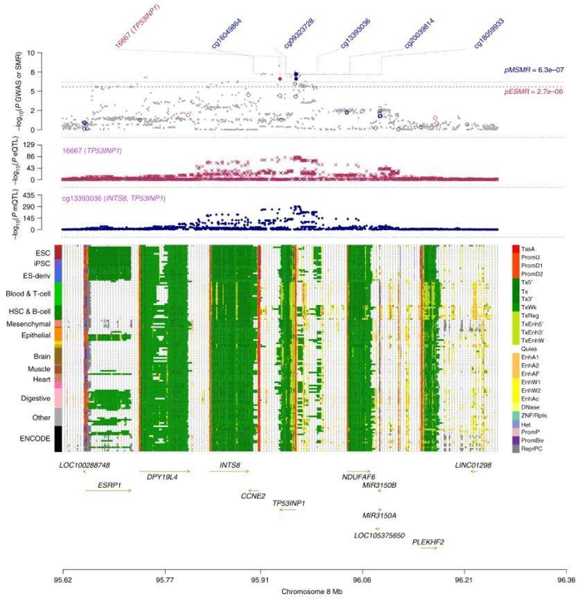 Prioritizing genes and regulatory elements at TP53INP1 locus for T2D