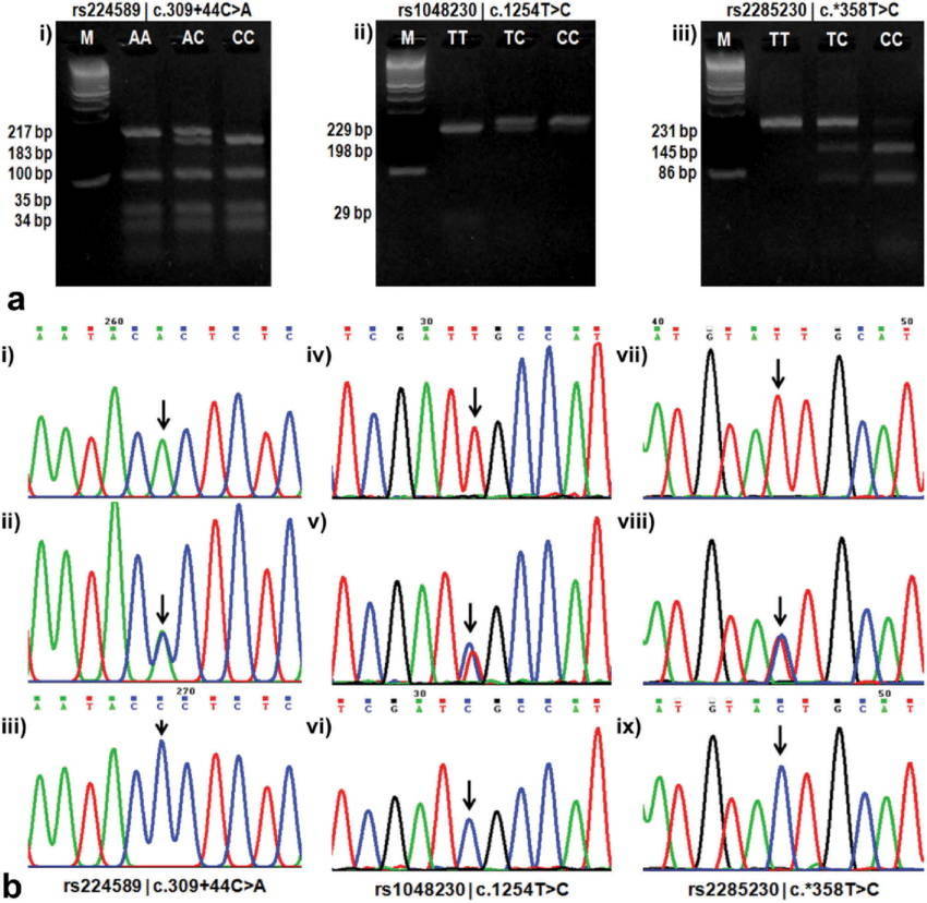 SNP genotyping by PCR-RFLP and Sanger sequencing