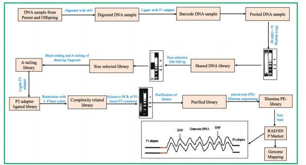 RAD-sequence: discovery and genotyping of SNPs by next-generation sequencing for genome mapping