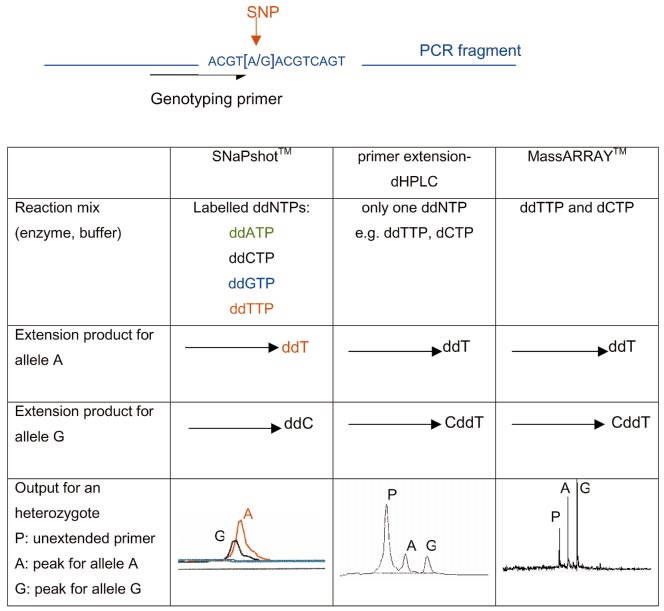 SNaPshot snp genotyping