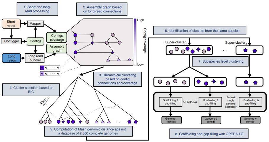 Hybrid Metagenomic Assembly for NGS And Long-read Sequencing Finds Keys to Microbiomes Research