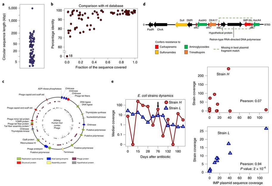 Mobile elements and association with host species in the human gut microbiome