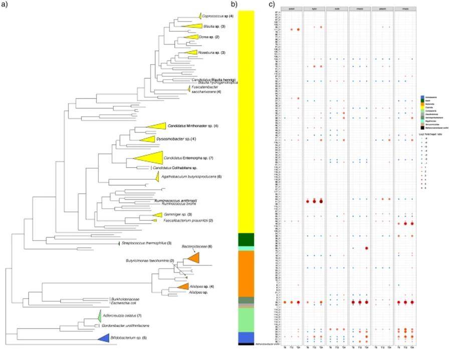 The phylogenetic tree was constructed from concatenated protein sequences using PhyloPhlAn and illustrated using ggtree