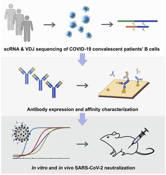 High-Throughput Single-Cell Sequencing of Convalescent Patients' B Cells