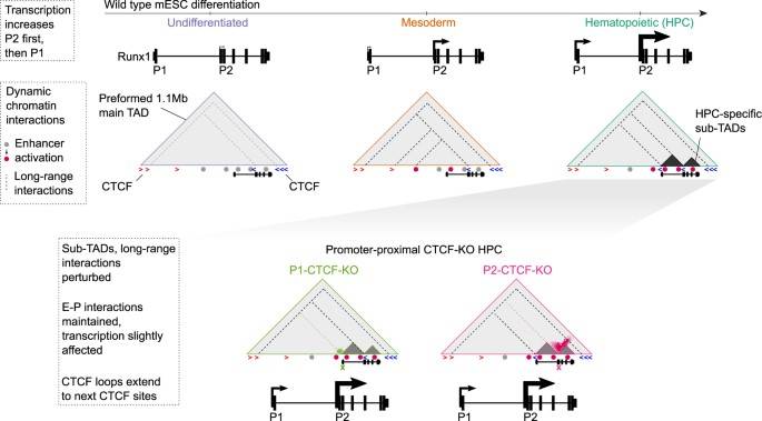 Integrative Hi-C, ATAC-seq And ChIP-seq Analysis Provide Insights Into Gene Regulation Mechanisms