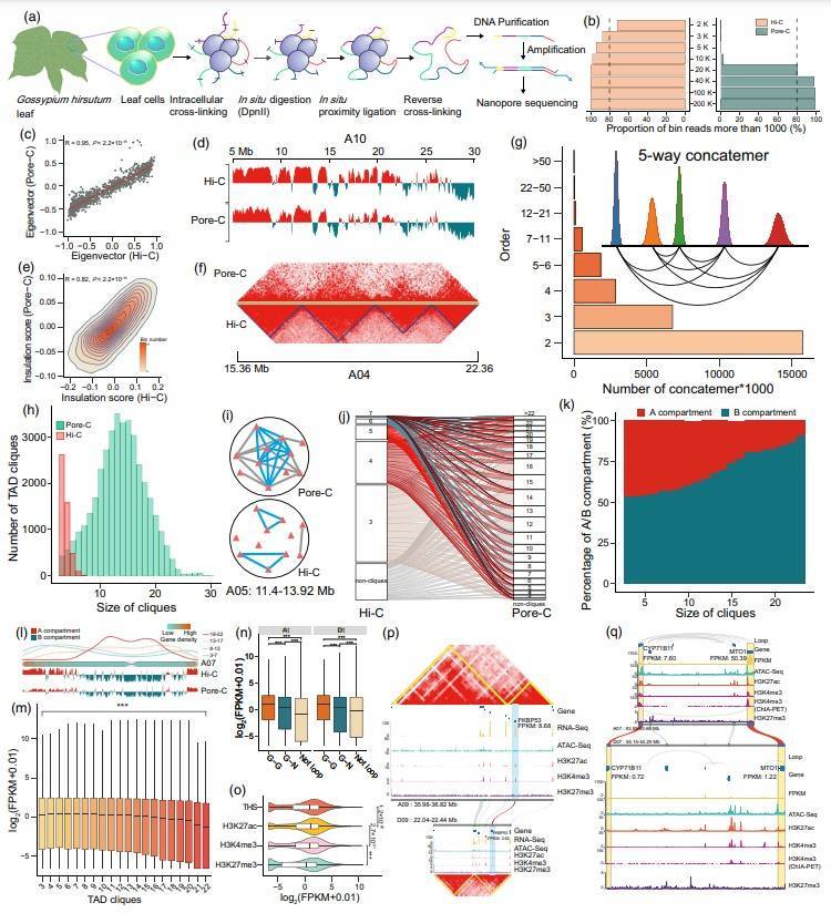 Multi-omics mapping of the fine 3D genome structure and implications in transcriptional regulation in allotetraploid cotton.