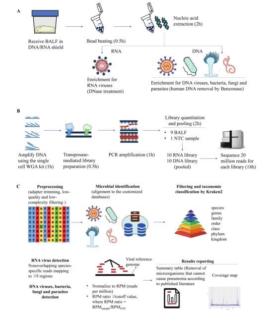 In-house mNGS assay workflow