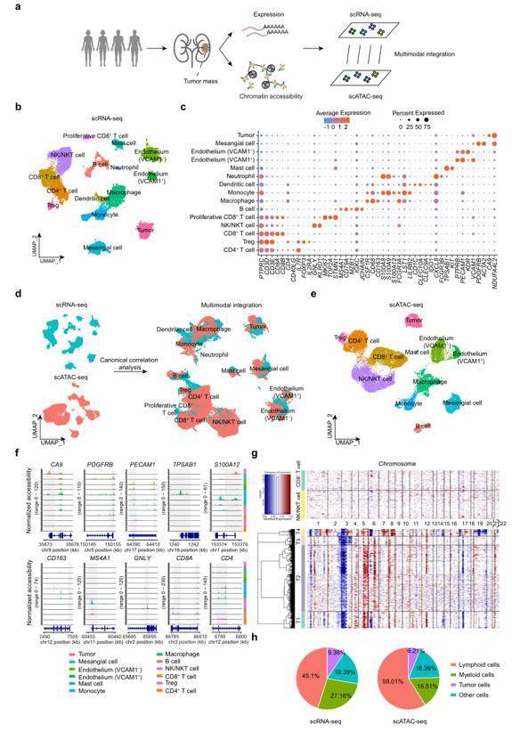 Single-cell transcriptional and chromatin accessibility profiling of human ccRCC