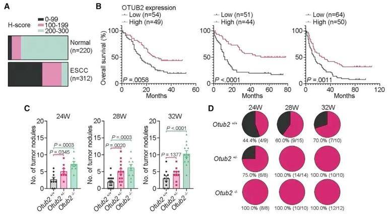 Multi-omics Analysis Reveals The Pathogenesis of Cancer