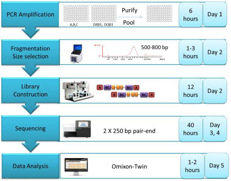 Next Generation Sequencing based HLA Typing Overview