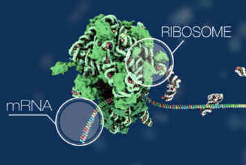 Ribosome Profiling: Definition, Applications, Principles, and Workflow