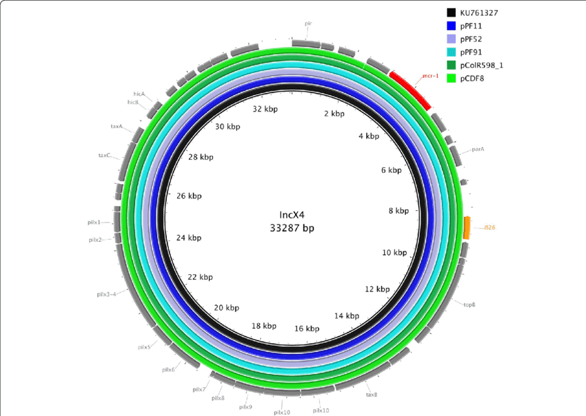 Plasmid Detection and Complete Plasmid DNA Sequencing