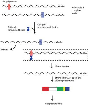 The experimental process of RIP-seq