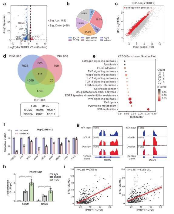 Identification of YTHDF2 targets by high-throughput RNA-seq, m6A-seq and RIP-seq