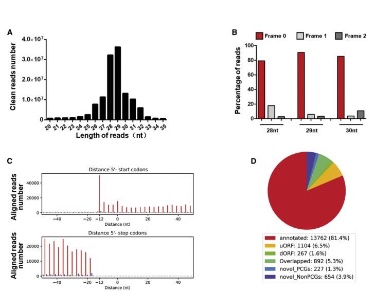 Ribosome Sequencing for Exploring Transcriptome And Translatome in Human Heart Disease Research