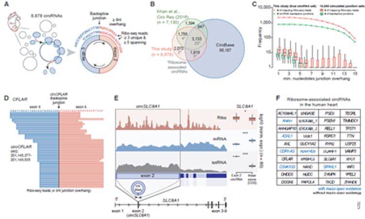 Ribo profiling analysis of translatable circRNA molecules