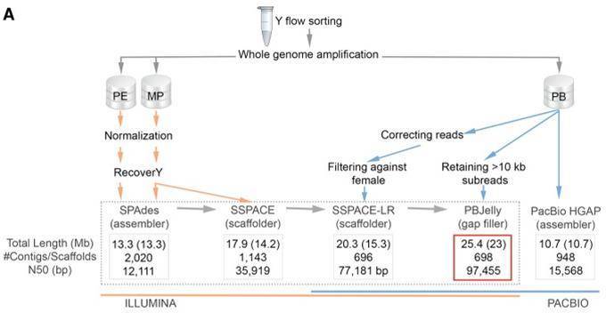 Sequencing And Assembly Reveals The Diversity of Sex Chromosome Evolutionary Patterns