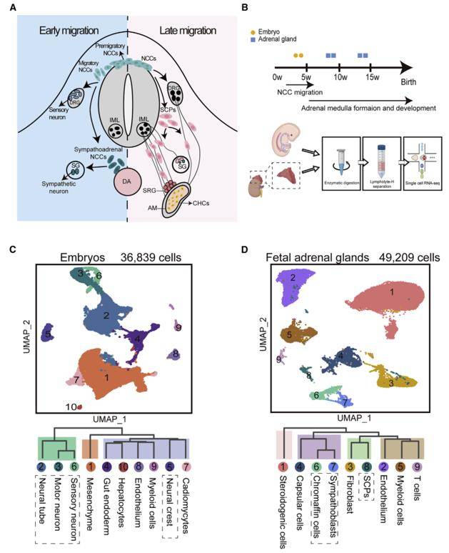 Single-Cell Transcriptomic Profiling of Early Human Embryos and Fetal Adrenal Glands