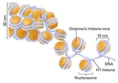 ATAC-Seq – A Method to Study Open Chromatin