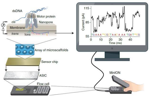 The principle of nanopore sequencing