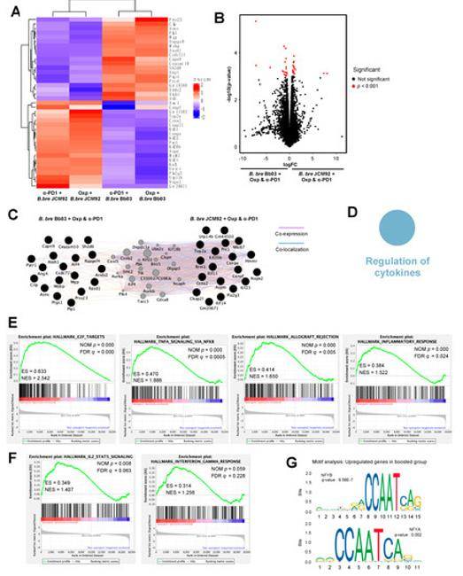 Effect of cancer therapeutics and B. breve strains on the intestinal transcriptome