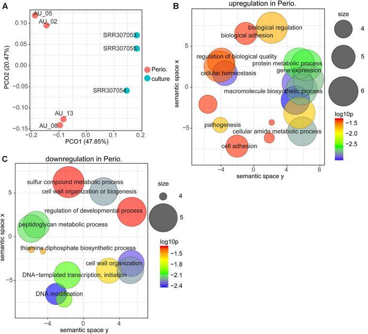 Comparison between gene expression in periodontitis and laboratory culture for Porphyromonas gingivalis