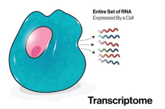 Full-length Transcript Sequencing: A Comparison Between PacBio Iso-Seq and Nanopore Direct RNA-Seq