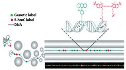 An Overview of hMeDIP-Seq, Introduction, Key Features, and Applications