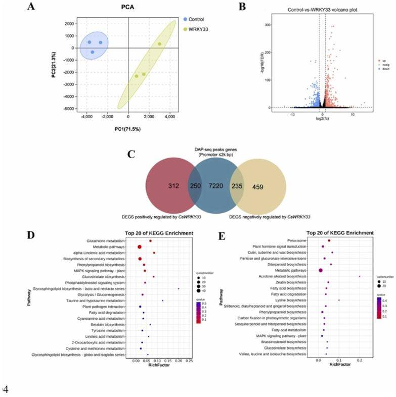 Transcriptomics and DAP-seq analysis. (Wang et al., 2023)