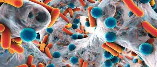 Introduction to Shotgun Metagenomics, from Sampling to Data Analysis