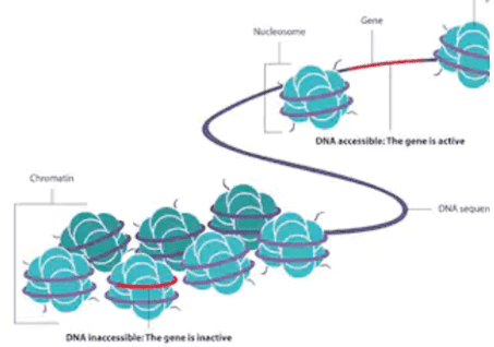 The Applications of MeRIP-Seq in Studying Modification Sites of m6A Transcripts