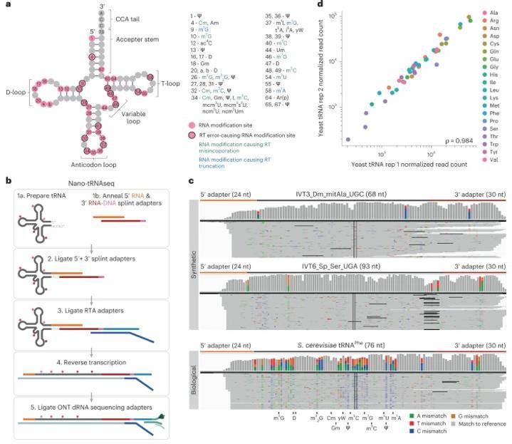 Nano-tRNAseq can efficiently sequence both IVT and native tRNA populations. (Lucas et al., 2023)