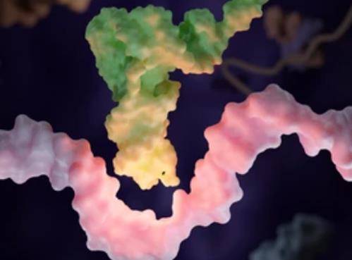 Nanopore Direct RNA-Seq Unraveling tRNA Abundance and Modifications