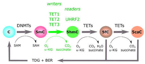 oxBS-Seq, An Epigenetic Sequencing Method for Distinguishing 5mC and 5mhC