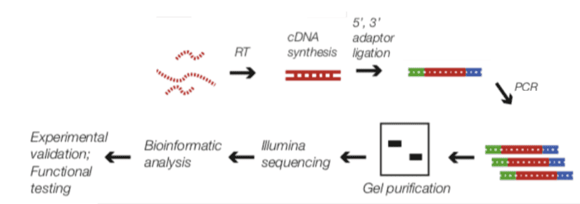 RIP-Seq – Mapping the Binding Site of Protein-RNA Complex and Interpreting Epigenetic Regulation