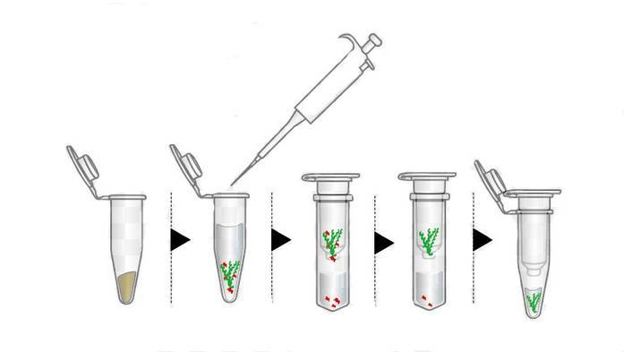 Protocol for Total RNA Extraction/Purification